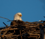 2023 02 11 RedwingEagles 027